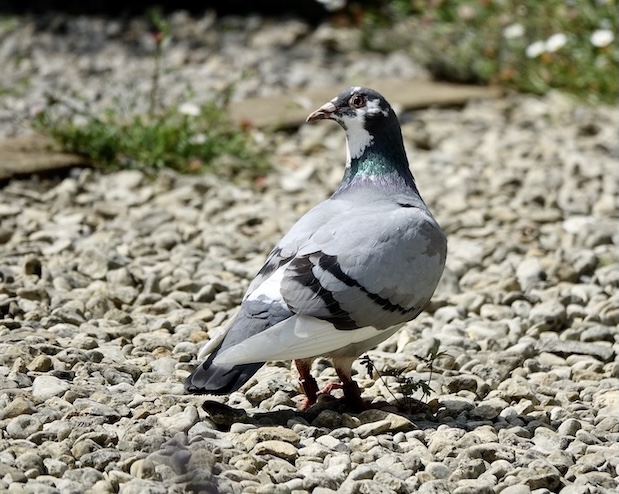 racing pigeon